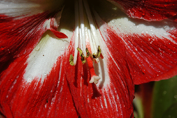 Amarillis