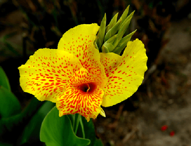 Garden Canna