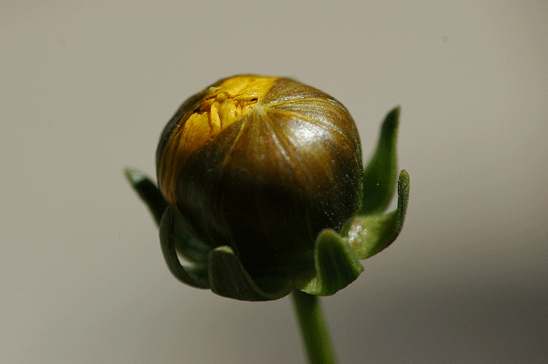 Flower Bud