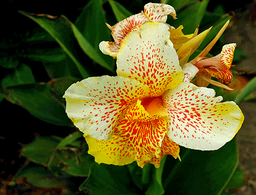 Garden Canna