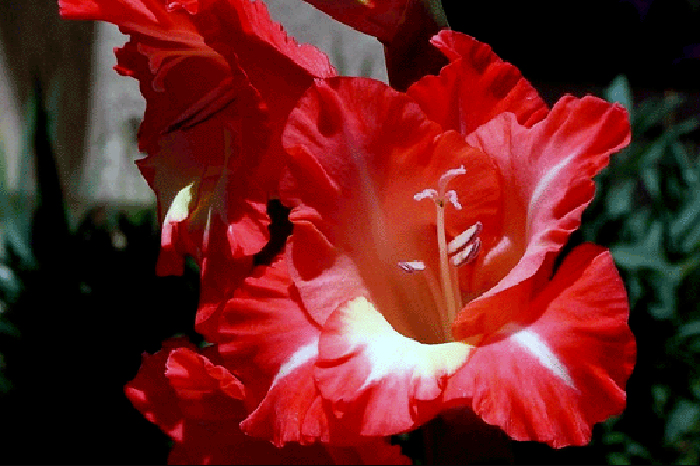 Hyacinth