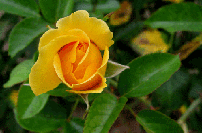 Garden Canna
