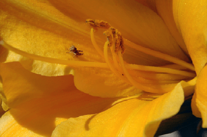 Lily