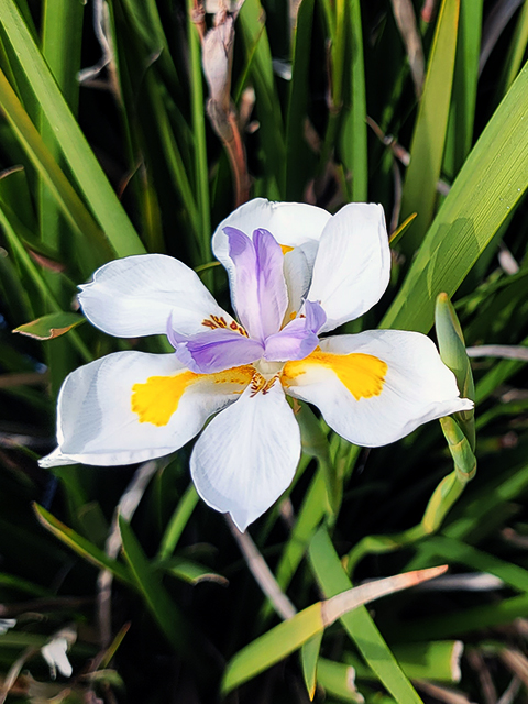 Lily