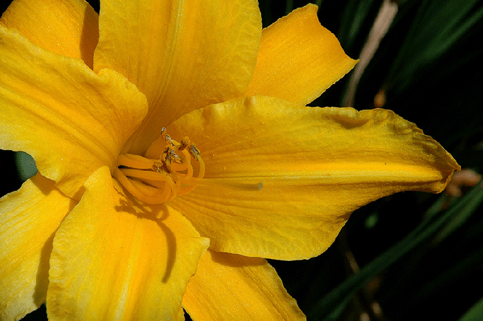 Lily