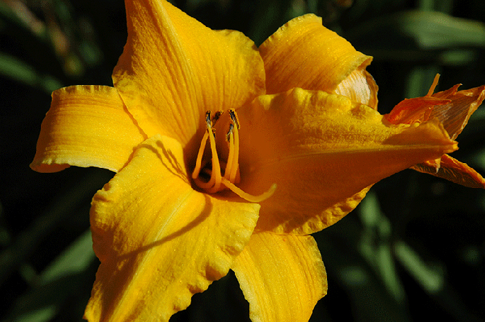 Lily