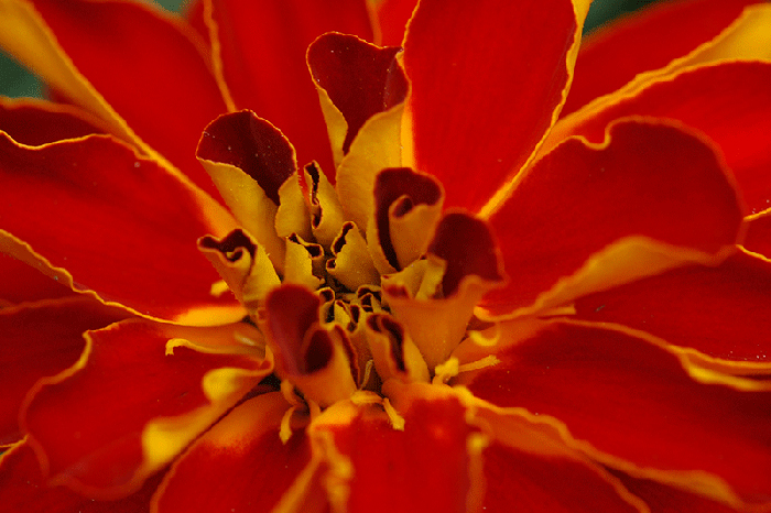 Marigold