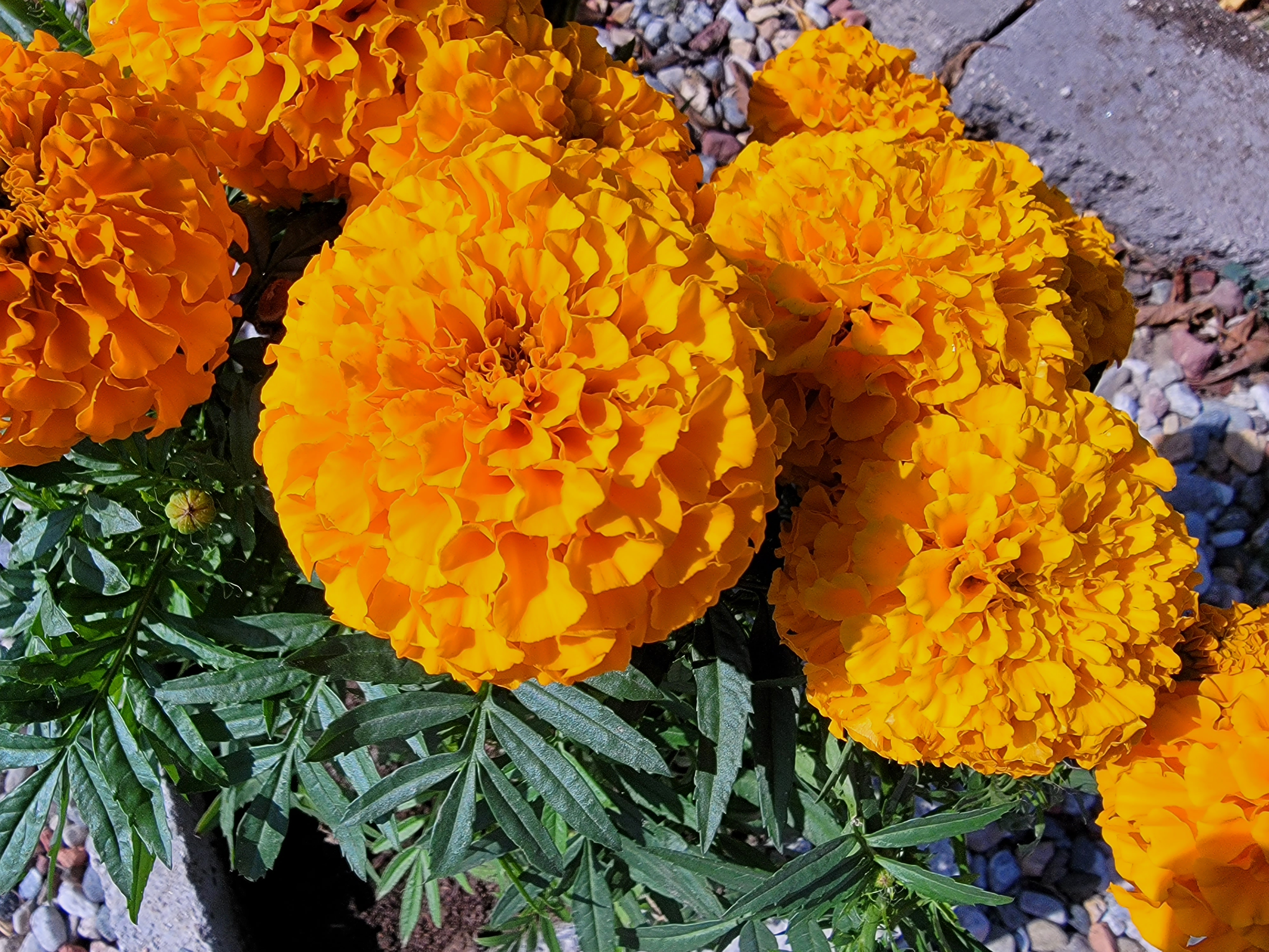 Marigold
