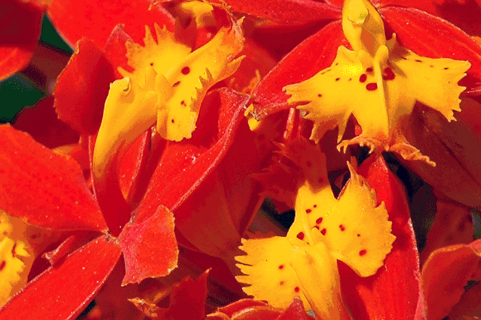Orchid