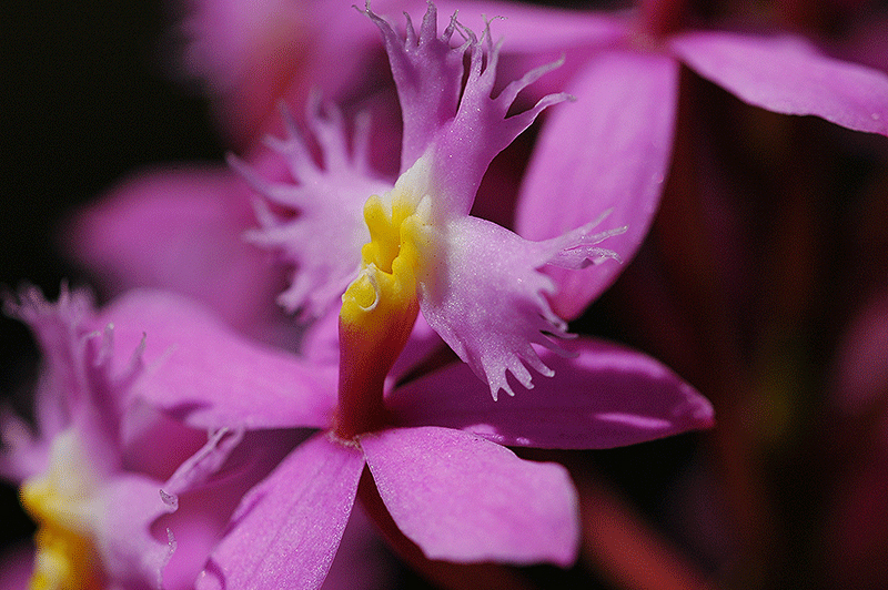 Orchid