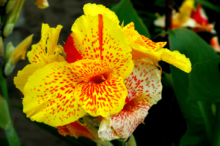 Garden Canna