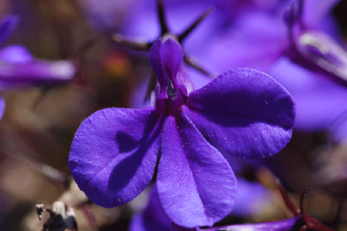 Violet